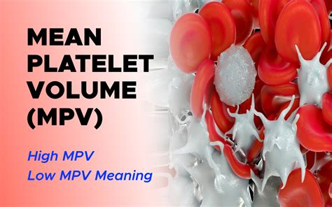 Understanding Mean Platelet Volume (MPV) Blood Test: High MPV, Low MPV ...