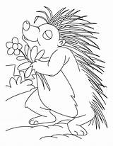 Porcupine Coloring Pages  Best For Kids sketch template