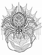 Spider Coloring Pages Photos – Animal Place sketch template