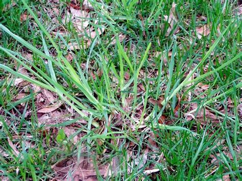 War of the weeds: How to protect your lawn | AL.com