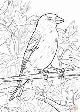 Eastern Goldfinch Coloring Page Sketch sketch template