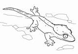 Gecko Coloring Page sketch template