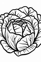 10 Cabbage Coloring Pages For Kids  ShadeMaze sketch template