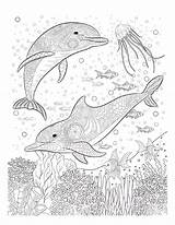 Dolphins Coloring Pages 100 Pictures Free Printable sketch template