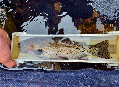 Greenback Cutthroat Trout Naturally Reproducing in Colorado! - Colorado ...