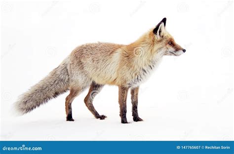 Fox in Natural Habitat. Winter and Snow. Stock Image - Image of arctic ...