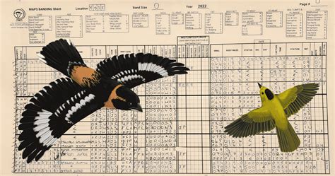 New Tools Make MAPS Bird Banding Database More Accessible - Sonoran Joint Venture