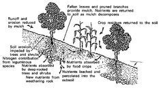 "Figure 2a The Concept of Alley Cropping " Farming System, Upland, Fertilizer, Homesteading, Concept