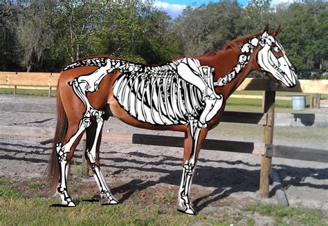 6 Tips: How To Paint A Skeleton On Your Horse For Halloween