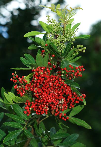 Schinus terebinthifolius - Brazilian Peppertree, Christmas Berry ...