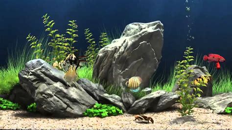 Fish Tank Screensaver - Most Refreshing Free 3D Fish Tank Screensaver ...