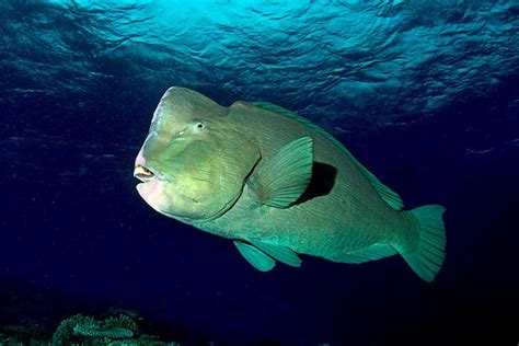 Bumphead Parrotfish schooling at the Liberty shipwreck - Two Fish Divers