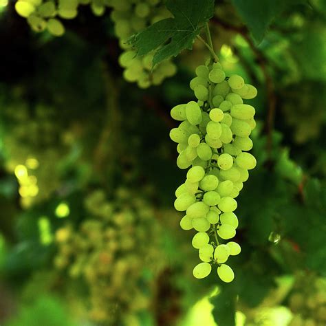 Vineyard Green Grapes Photograph by Ashasathees Photography | Fine Art America