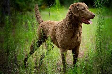 Chesapeake Bay Retriever Dog Breed » Everything About Chesapeake Bay Retriever