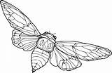 Cicada Coloring Pages  Cool sketch template