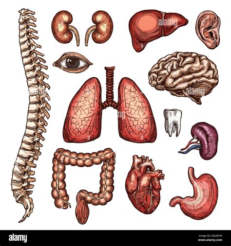 Nombre De Las Partes Internas Del Cuerpo Humano Con Imagen