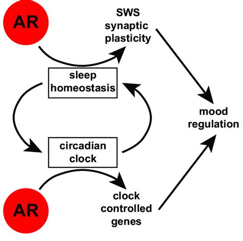 Adenosine receptors (AR) modulate sleep homeostasis and circadian clock... | Download Scientific ...