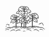 Potato Plant In The Garden Coloring  Page sketch template