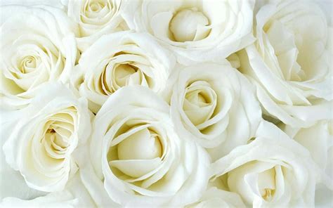 Download Timeless Beauty of White Roses Wallpaper | Wallpapers.com
