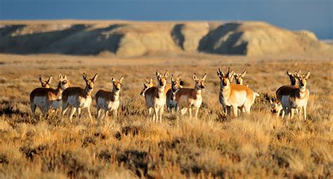 Brown Kangaroo on brown field, wyoming, wyoming, Sage, Steppe, Wyoming, HD wallpaper ...