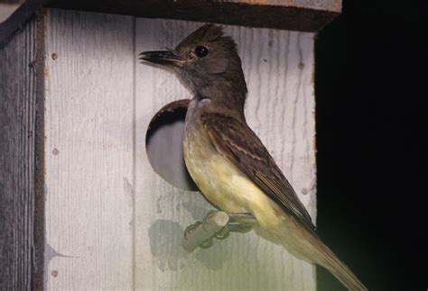 I00045 Great-crested Flycatcher Bird House | Scanned from 35… | Flickr