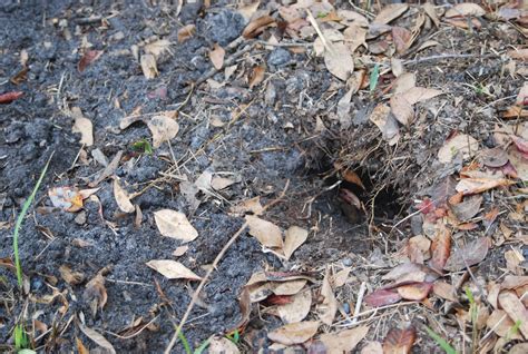 Armadillo hole | Animal Control Solutions