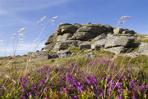 Dartmoor National Parks // Dartmoor Wildlife Park