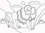 Baboon Coloring Page  ColouringPages sketch template
