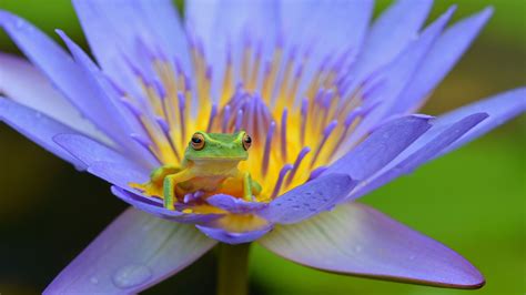 frog, lotus, amphibian, 4k HD Wallpaper