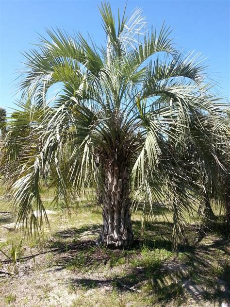 91 best Buy Cold Hardy Palm Trees images on Pinterest | Palm trees, Palms and Backyard patio