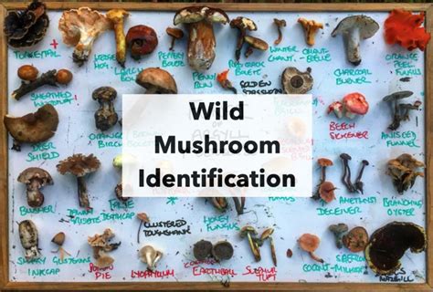 Webinar: Wild Mushroom Identification – Galloway Wild Foods