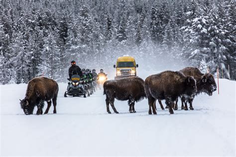 How to Prepare for a Yellowstone Winter Adventure West Yellowstone Montana, Yellowstone Winter ...