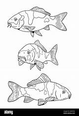 Pond With Koi For coloring Colorful fish Digital Template Coloring  sketch template