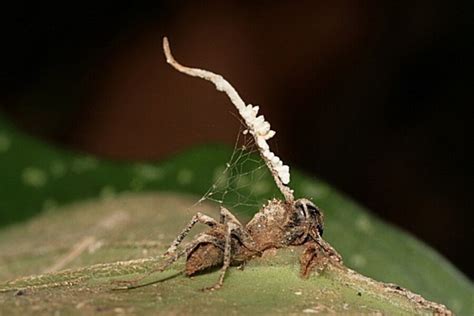 Zombie ant fungus, meet the anti-zombie-ant fungus - CSMonitor.com