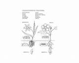 Botany Coloring Book Pages sketch template