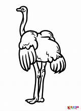 50  Ostrich Coloring Pages Free Printable PDF JPG PNG & Online Coloring sketch template