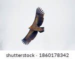 Vulture in flight in full Wingspan image - Free stock photo - Public Domain photo - CC0 Images