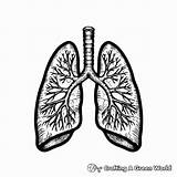 Lungs Coloring Pages  Free & Printable sketch template