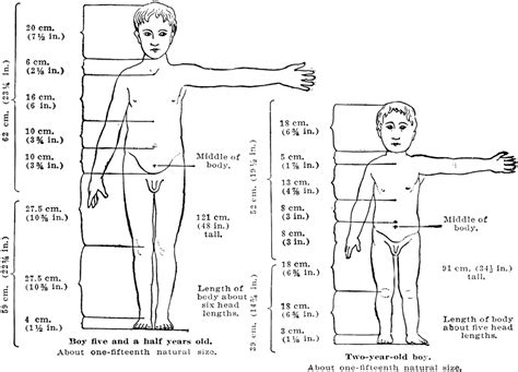 Proportions of a Healthy Child's Body at 2 and 5 Years of Age | ClipArt ETC