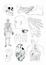 Human Organs Coloring Pages At GetColoringscom  Free Printable sketch template