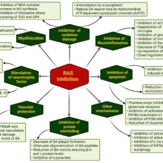 Ways through which pharmacological RAS inhibition may modulate the... | Download Scientific Diagram