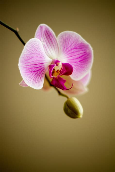 Orchid Free Stock Photo - Public Domain Pictures
