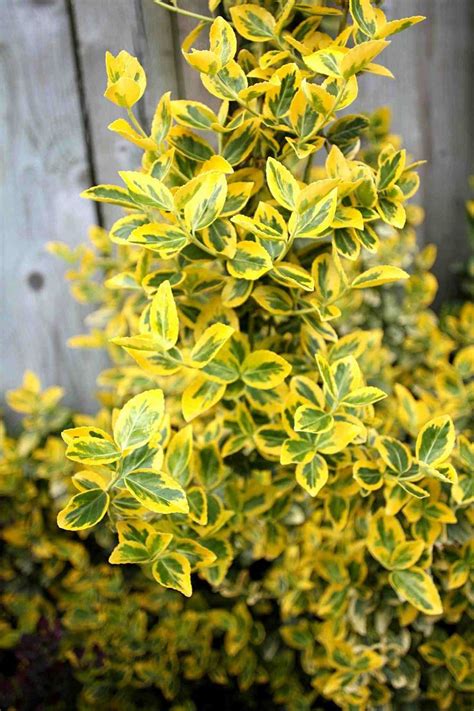 30 Best Shrubs for Shade in Your Yard | Shade shrubs, Shade loving shrubs, Bushes and shrubs