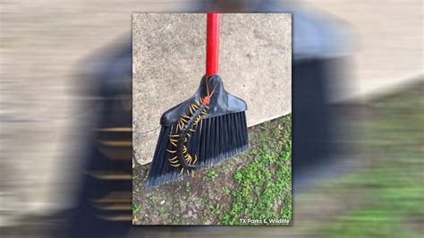 Giant redheaded centipede found crawling in Texas park - ABC7 Los Angeles