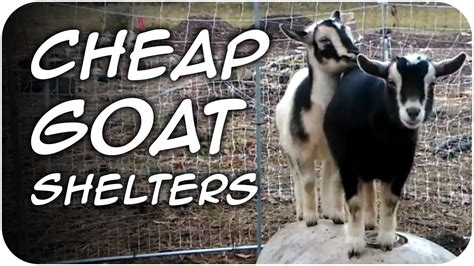 CHEAP Goat Shelters for Winter DIY (40) - YouTube