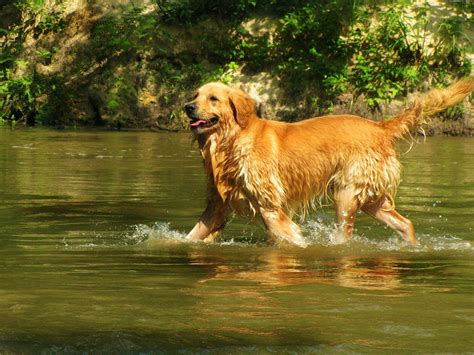 Golden Retriever - De Nieuwe Hond