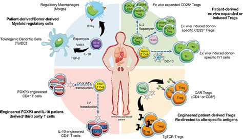 Frontiers | Regulatory Cell Therapy in Organ Transplantation: Achievements and Open Questions