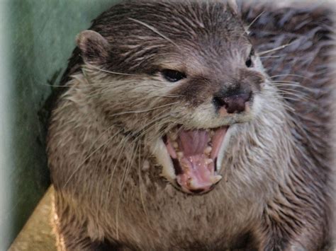 Angry Otter by ady77 on DeviantArt- Yeah, so, another angry otter ...