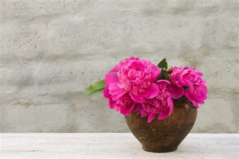 A Guide On Growing Peonies in Pots - Grower Today