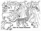 Color The Amazon Rainforest  Jungle coloring Pages rainforest sketch template